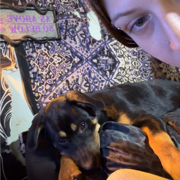 livystygles